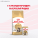 Royal Canin Maine Coon Kitten (в соусе)