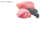 Farmina N&D Prime Lamb & Blueberry для взрослых кошек с ягненком и черникой Farmina N&D Prime Lamb & Blueberry для взрослых кошек с ягненком и черникой